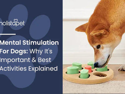 Mental Stimulation For Dogs: Why It's Important & Best Activities Explained