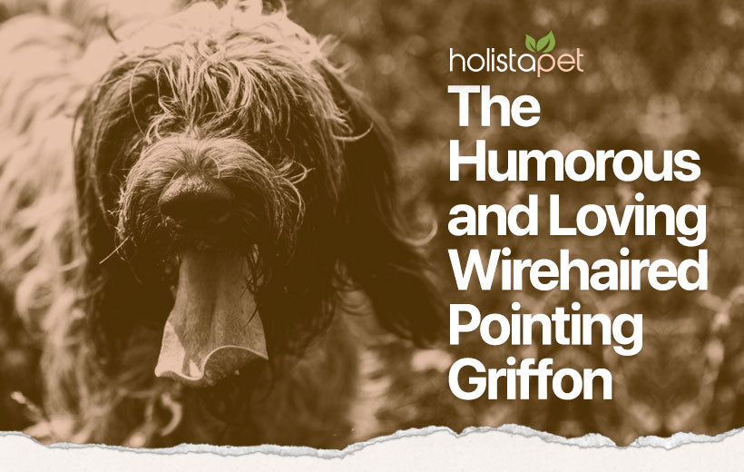 Wirehaired Pointing Griffon [Full Dog Breed Guide]
