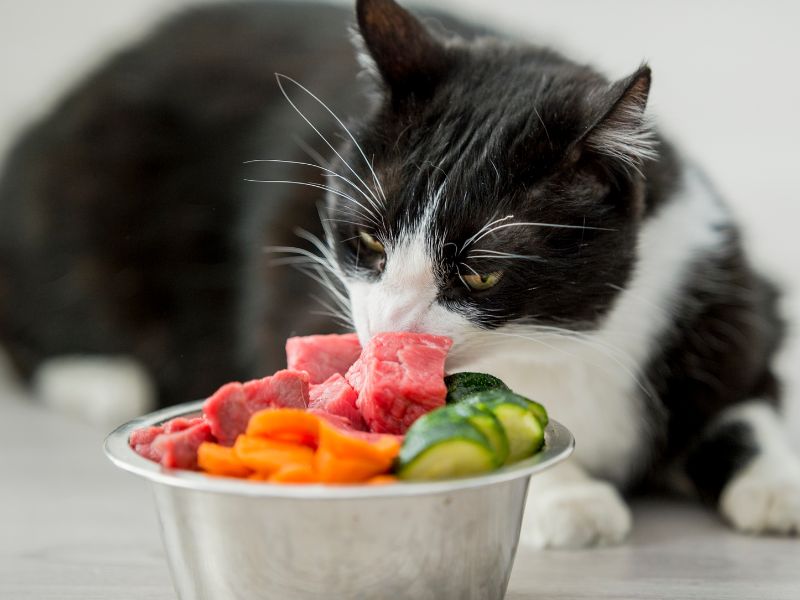how much to feed a cat chart