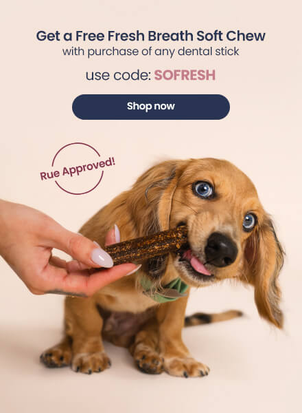 Supplements CBD for Pets Pawsitive Life at HolistaPet