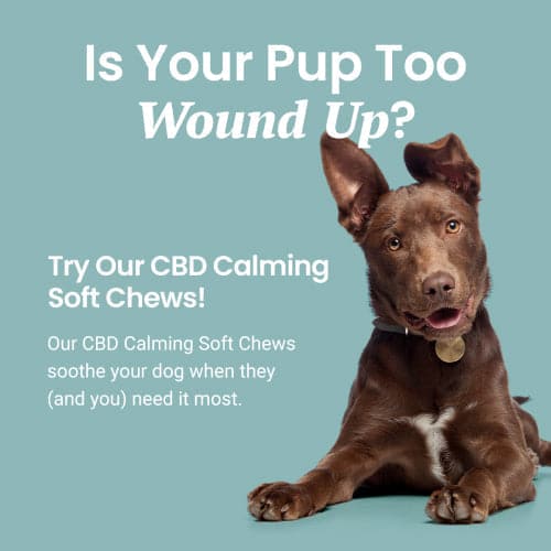 CBD Calming Chews for Dogs