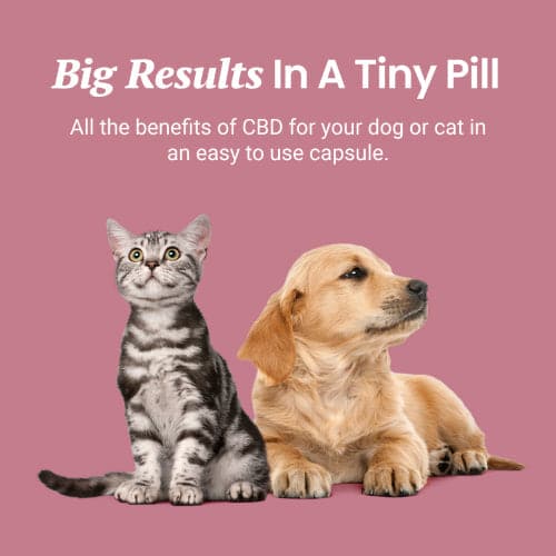 CBD Capsules for Dogs and Cats