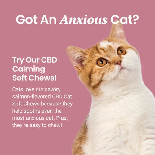 CBD Calming Chews for Cats