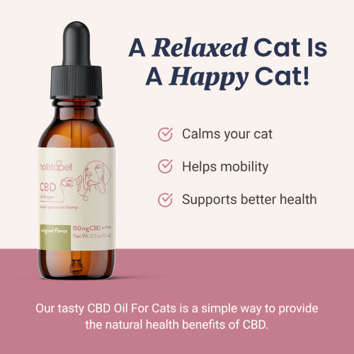 CBD Oil for Cats