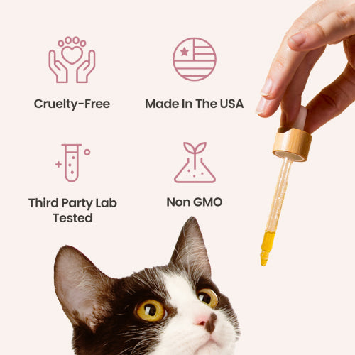 Salmon Flavored CBD Oil For Cats