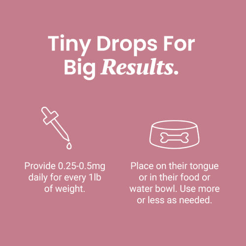 CBD Oil for Dogs - tiny drops for big results