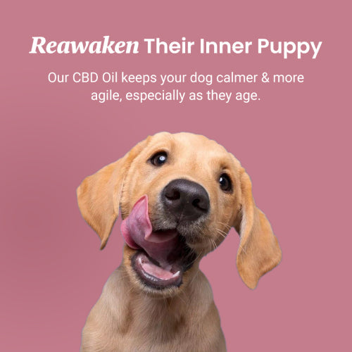 Salmon Flavored CBD Oil For Dogs