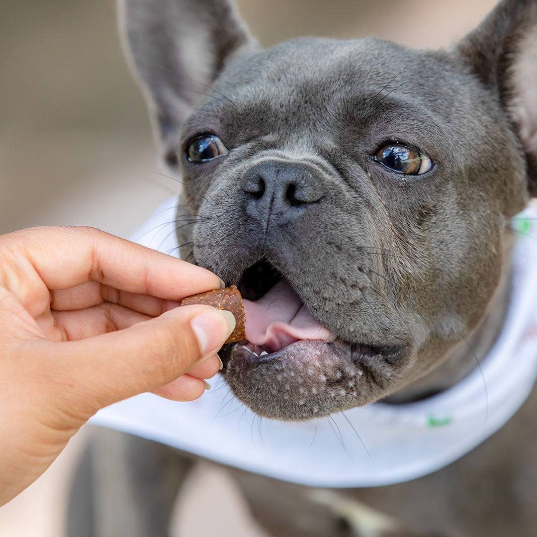 CBD Mobility Chews for Dogs - HolistaPet
