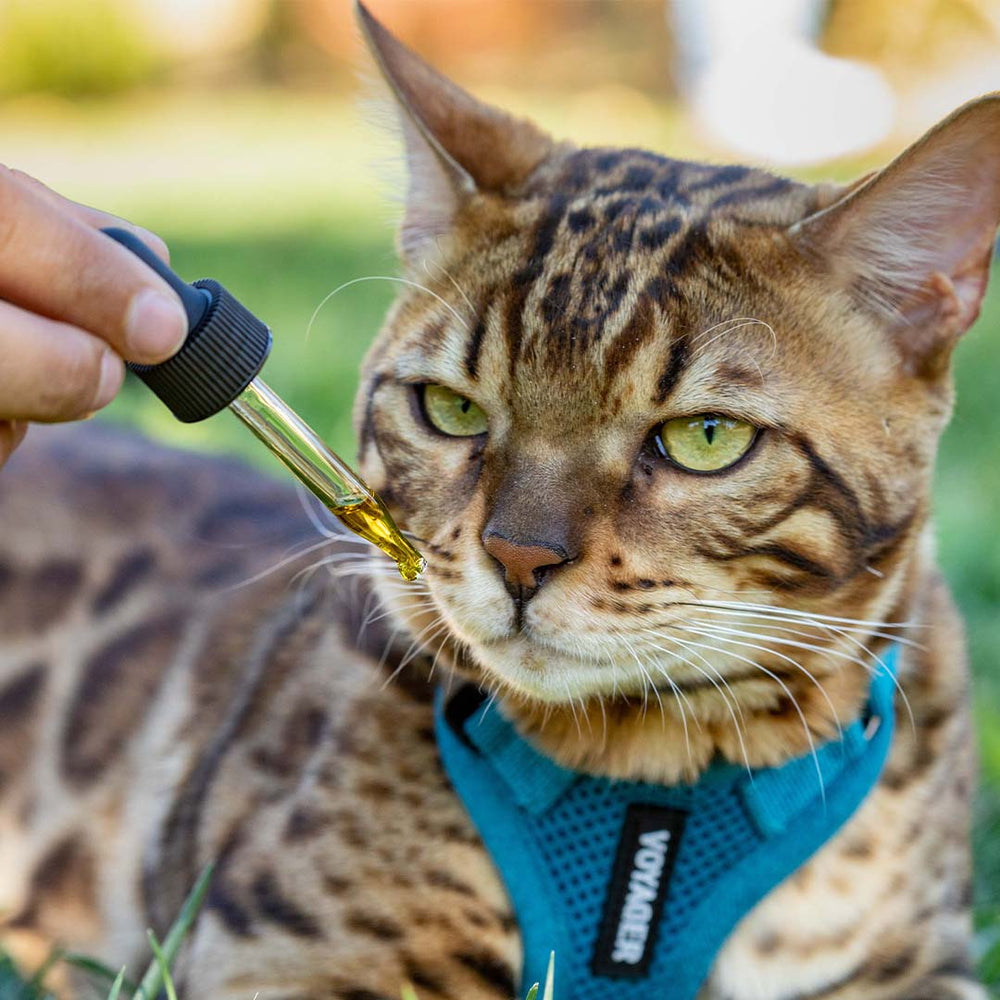 How Much to Feed a Cat Chart, Calories + Feeding Guidelines Holistapet