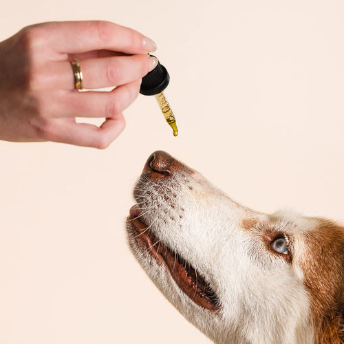 Magnesium for Dogs - Benefits, Sources, and More | Holistapet