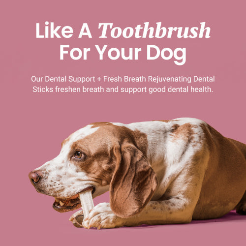 Dental Support + Fresh Breath Dental Sticks for Dogs - HolistaPet