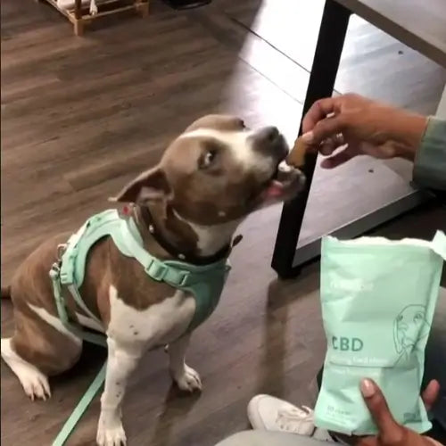 Dog Collars & Leashes - Pet Supply Mafia