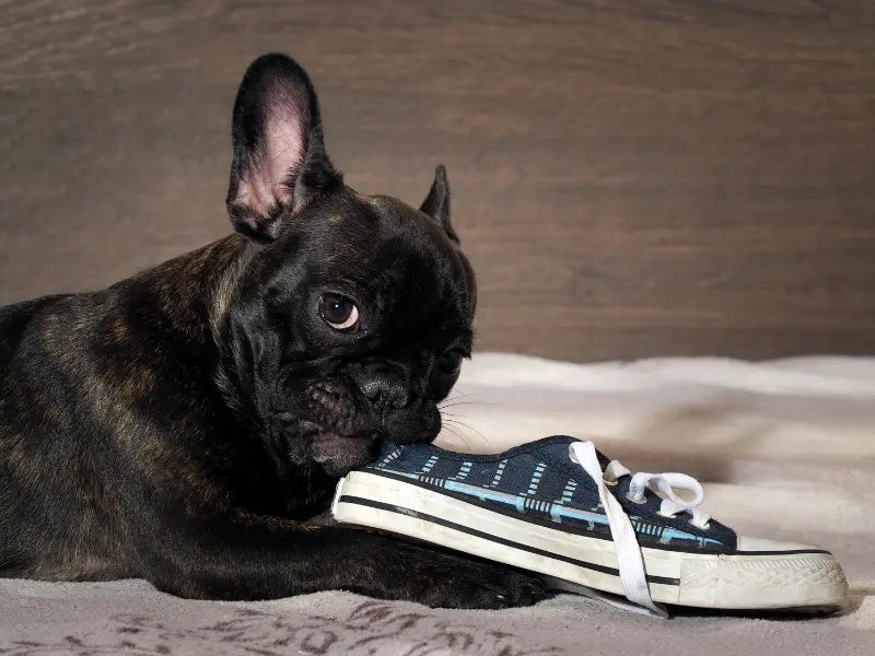 dog-breed-selector-tool