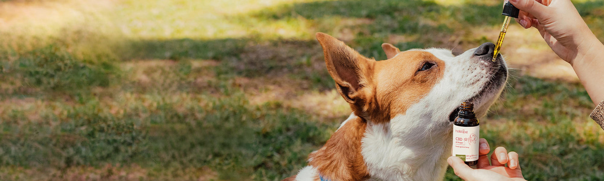 Person giving CBD oil to a happy dog
