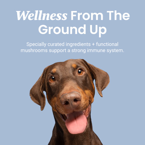 Immune Support + Functional Mushroom Soft Chews for Dogs - HolistaPet