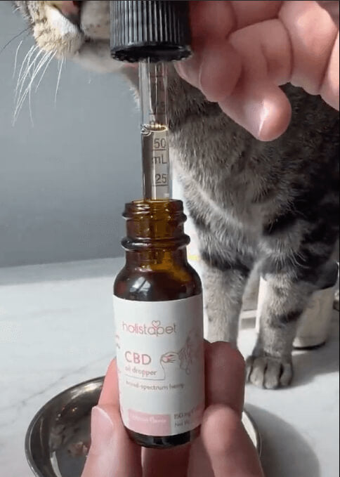 cbd oil for cats 