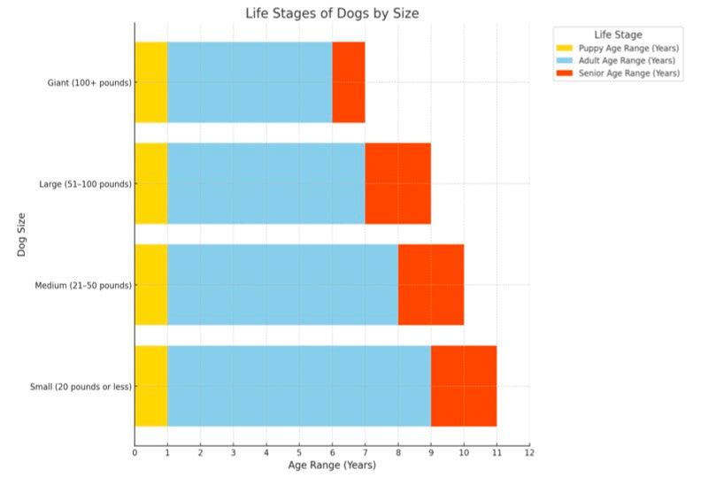 dog age calculator life stages chart
