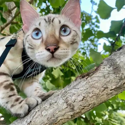 cat on tree, bengal cat breed