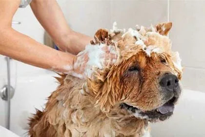 CBD Shampoo for Dogs