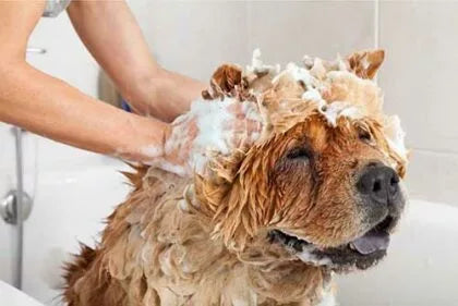 CBD Shampoo for Dogs - HolistaPet