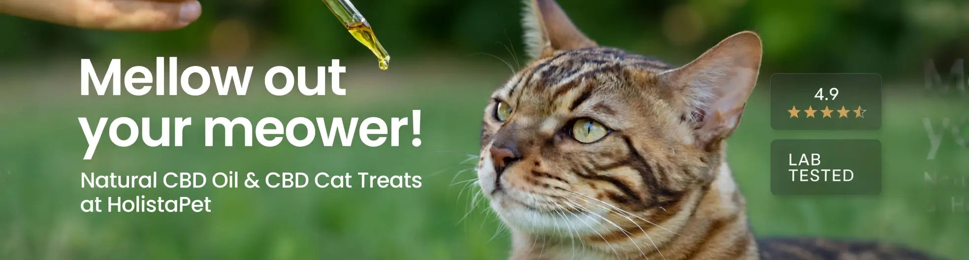 Natural CBD oil and treats for cats at HolistaPet